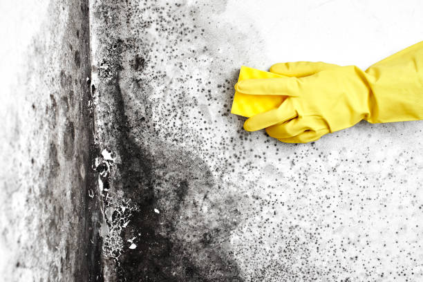 Best Local Mold Removal Service  in Murphys, CA