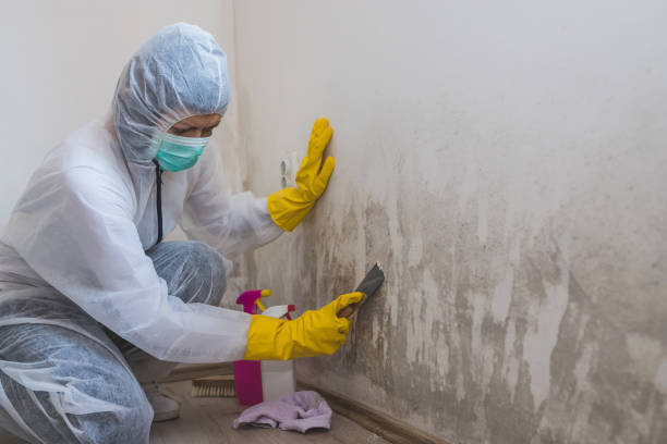 Best Emergency Mold Removal  in Murphys, CA