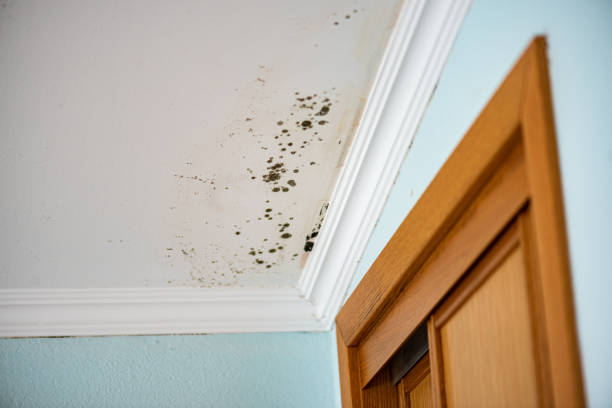 Best Commercial Mold Removal  in Murphys, CA