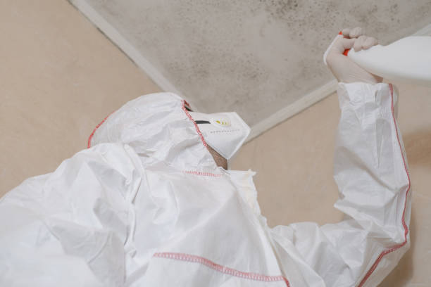 Best Mold Remediation Experts  in Murphys, CA