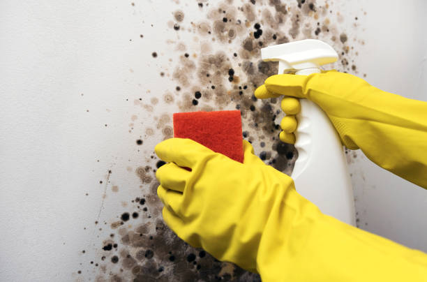 Office Mold Removal Services in Murphys, CA