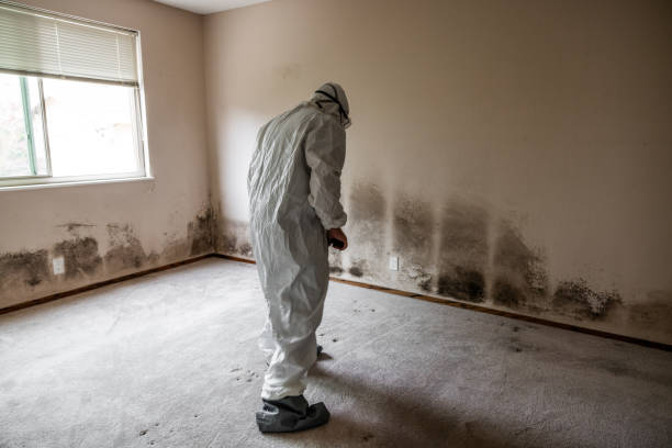 Best Residential Mold Removal  in Murphys, CA