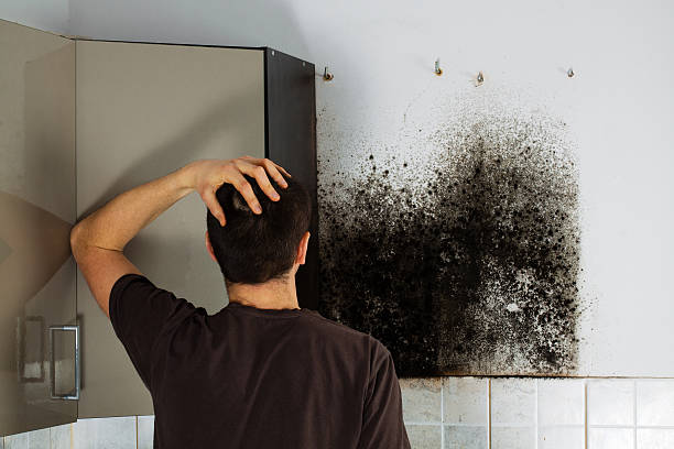 Best Toxic Mold Removal  in Murphys, CA