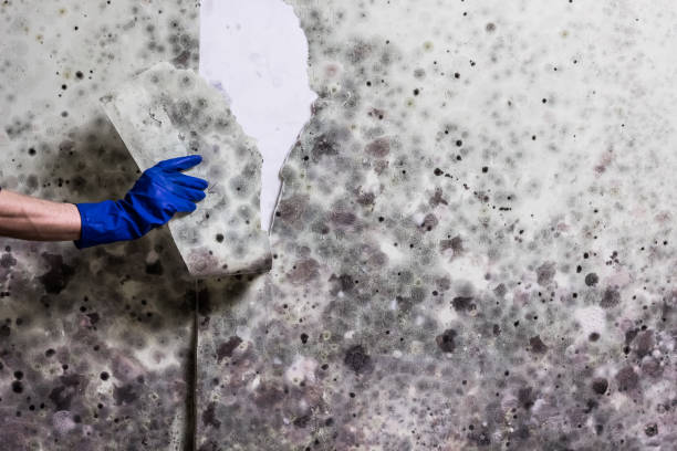 Best Mold Damage Repair  in Murphys, CA