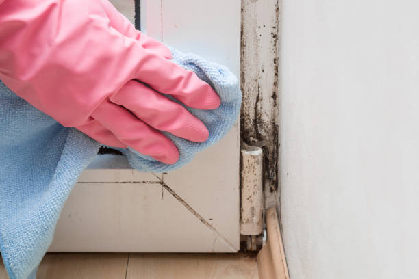 Best Emergency Mold Removal  in Murphys, CA