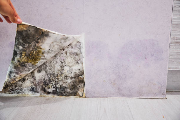 Reliable Murphys, CA Mold Removal Solutions